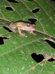 Pristimantis diadematus