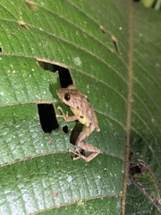 Pristimantis diadematus