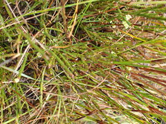 Leptomeria glomerata