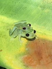 Chimerella mariaelenae