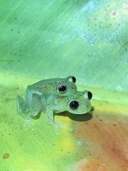 Chimerella mariaelenae