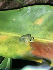 Chimerella mariaelenae