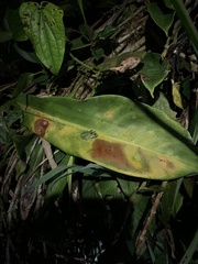 Chimerella mariaelenae