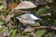 Poecile atricapillus