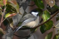 Poecile atricapillus