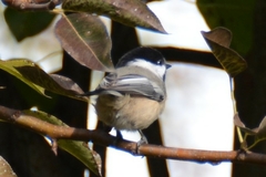 Poecile atricapillus