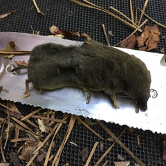 Blarina carolinensis