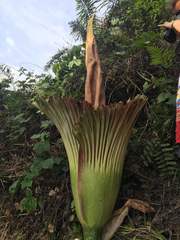 Amorphophallus titanum