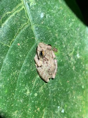 Pristimantis diadematus
