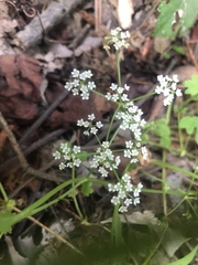 Limnosciadium pumilum