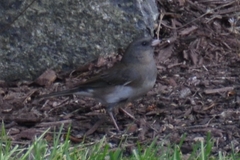 Junco hyemalis