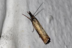 Chrysoteuchia culmella