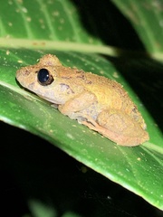 Pristimantis incomptus