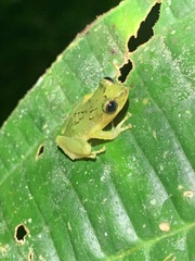 Pristimantis petersioides