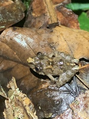 Pristimantis prolatus