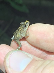 Pristimantis prolatus