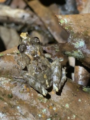 Pristimantis prolatus
