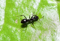 Prolasius