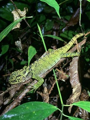 Canelos Woodlizard photo 5