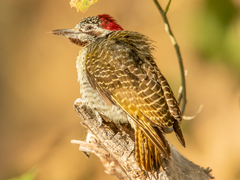 Campethera bennettii