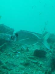 Nemadactylus macropterus