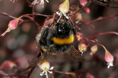 Bombus