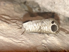 Biocellata