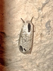 Biocellata