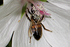 Apis mellifera