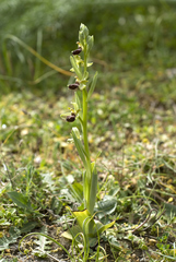 Ophrys sphegodes cretensis