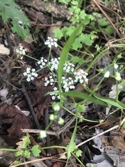 Limnosciadium pumilum