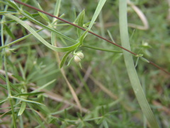 Galium microphyllum