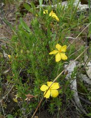 Hibbertia virgata
