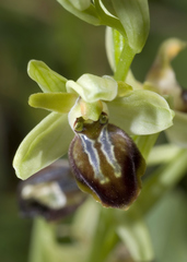 Ophrys sphegodes cretensis