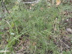 Galium microphyllum