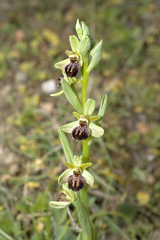 Ophrys sphegodes cretensis