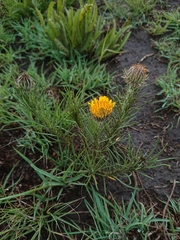 Berkheya insignis