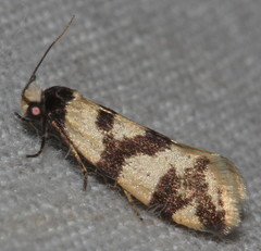 Lepidoscia characota