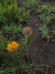 Berkheya insignis