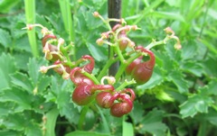 Cyphostemma natalitium