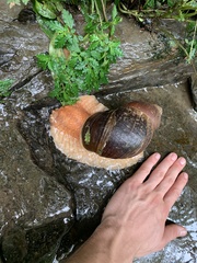 Megalobulimus popelairianus