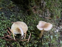 Pseudoarmillariella ectypoides