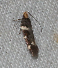 Macrobathra leucopeda