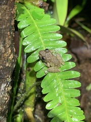 Pristimantis diadematus