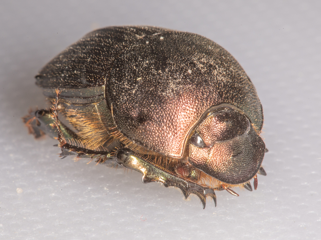 Onitis fulgidus