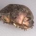 Onitis fulgidus - Photo (c) Grant Reed, algunos derechos reservados (CC BY-NC)