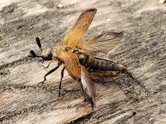 Sandalus californicus