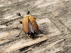 Sandalus californicus