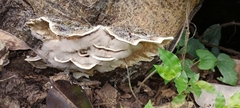 Basidiomycota