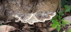 Basidiomycota